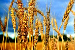 Снижение прогноза по урожаю зерна в России 
